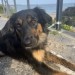 Kozi – medium size lab/german Shepard