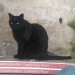 Black Male Cat Lost in Oysterhaven