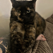 Adult tortie short haired