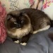 Cat lost in Watergrashill Areea