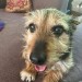 Male, with mainly black fur with white and brown parts too. Found in Blackpool