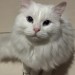 Male White-Long-Haired Cat lost in Cork City Gurranabraher