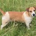 Lost Female Jack Russell Ballydague Ballyhooly Co. Cork